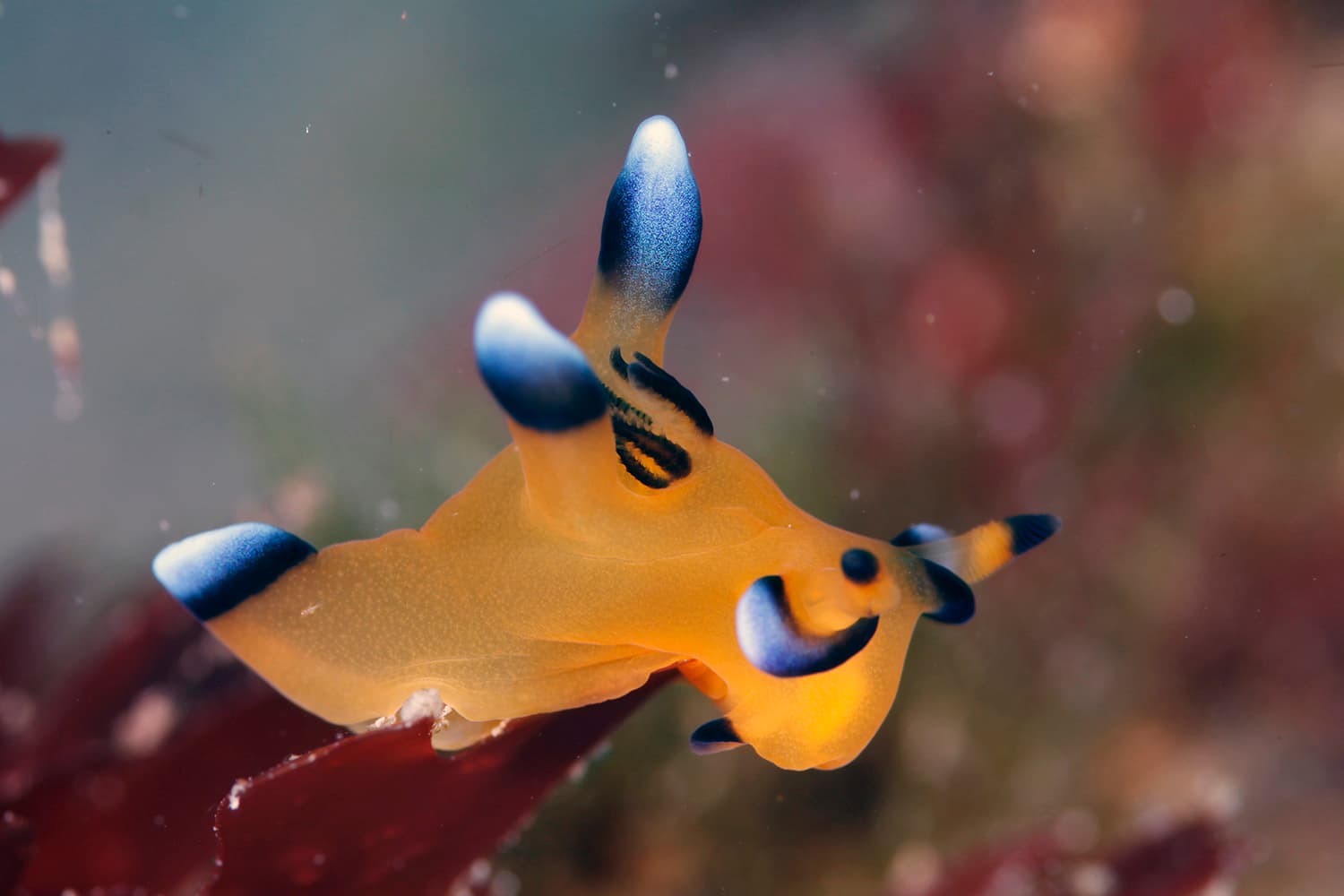 ウデフリツノザヤウミウシ